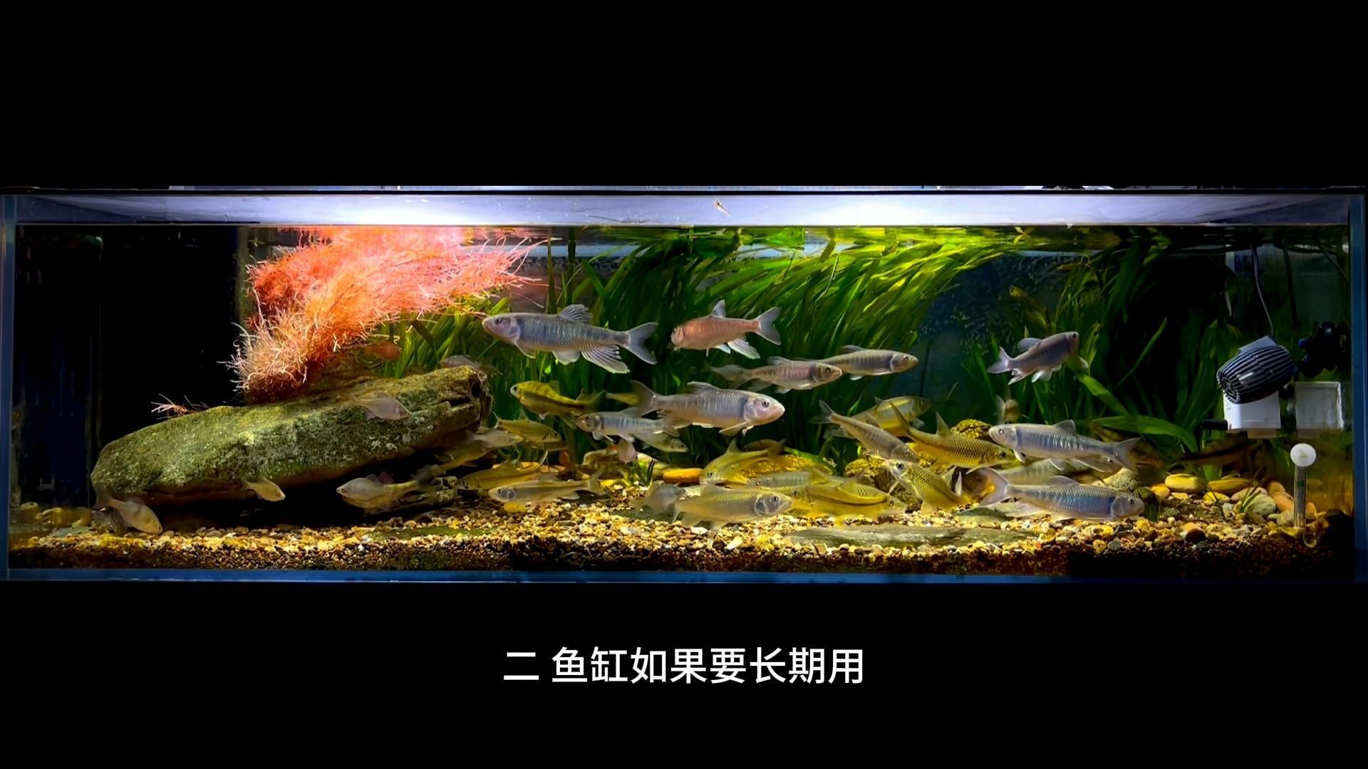 如何選擇適合的魚缸尺寸？，不同魚種對應的魚缸尺寸對照表