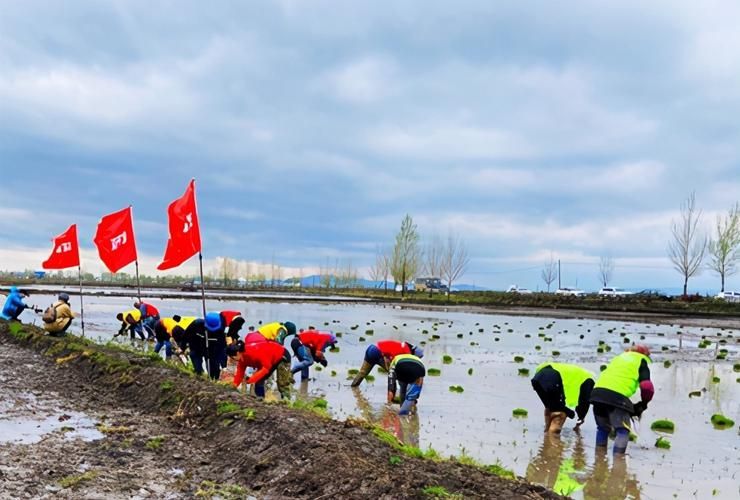 金龍魚基地有哪些特色活動，金龍魚基地會定期開放親子研學親子研學活動的特色活動