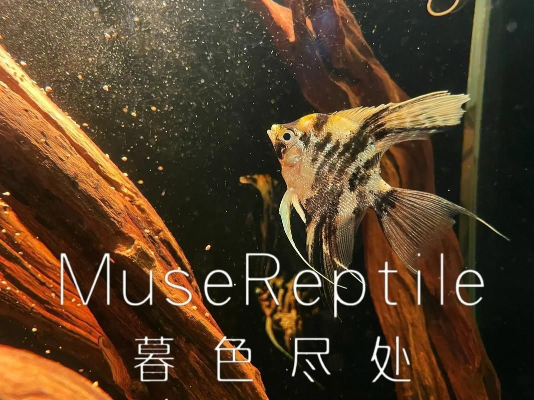 如何預(yù)防申古銀版魚疾病？，申古銀版魚疾病預(yù)防