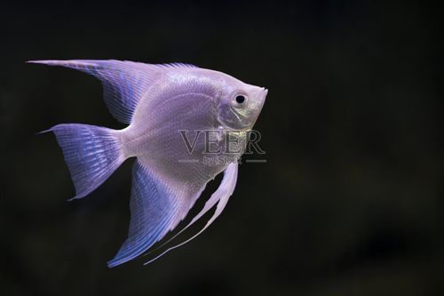 如何預(yù)防申古銀版魚疾病？，申古銀版魚疾病預(yù)防