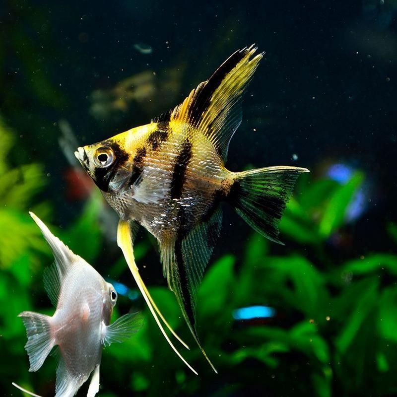 如何預(yù)防申古銀版魚疾病？，申古銀版魚疾病預(yù)防