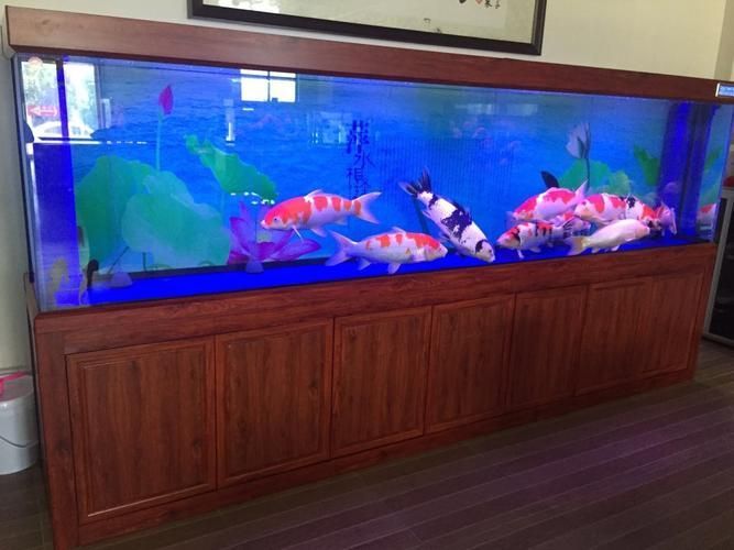 森森龍魚缸哪個系列最好？，“森森龍”的“水族世界”系列和hlh系列哪個值得購買