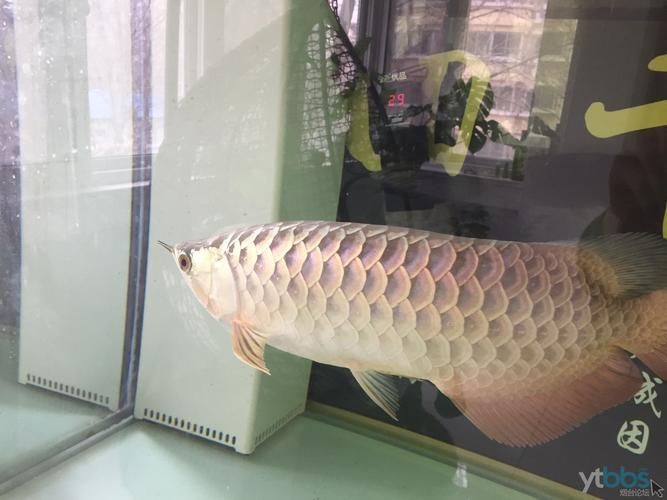 如何判斷李亞四古典過背金龍的真?zhèn)危顏喫墓诺溥^背金龍真?zhèn)舞b別指南