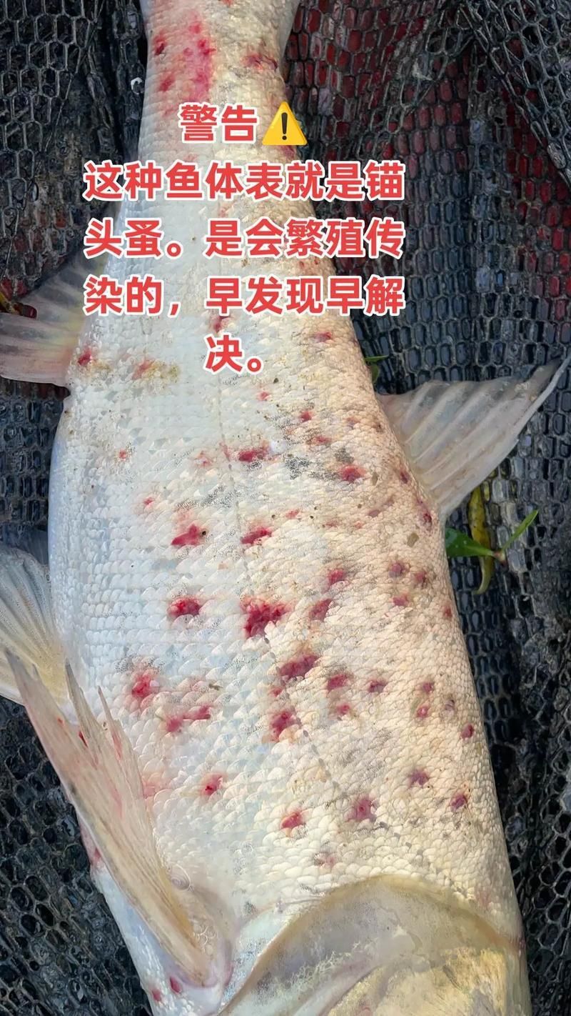 龍魚外寄生蟲治療多久見效，關于龍魚外寄生蟲治療
