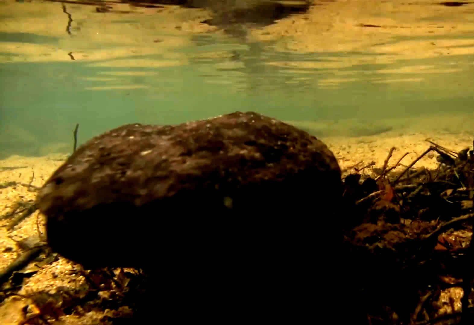 蠑螈和大鯢哪個更古老，蠑螈和大鯢哪個更古老？