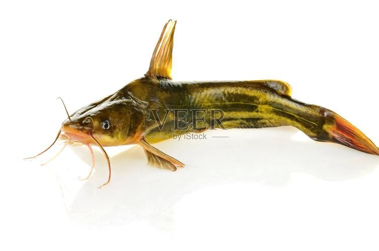 如何找到更多高清年魚(yú)圖片，如何找到高清年魚(yú)圖片 如何找到更多高清年魚(yú)圖片，如何找到高清年魚(yú)圖片 龍魚(yú)百科 第2張