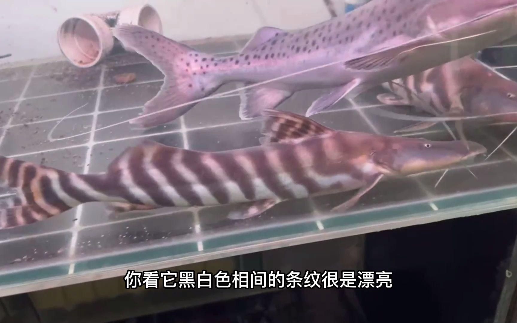 斑馬鴨嘴魚，斑馬鴨嘴魚有哪些特點(diǎn)？