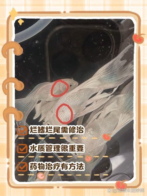 如何預(yù)防魚爛尾死亡，arxiv論文助手（arxiv論文助手,用戶詳解如何預(yù)防魚爛尾死亡） 如何預(yù)防魚爛尾死亡，arxiv論文助手（arxiv論文助手,用戶詳解如何預(yù)防魚爛尾死亡） 龍魚百科 第4張