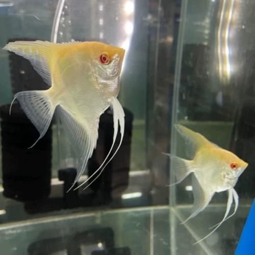 如何預防燕魚胸鰭根部發紅，燕魚（神仙魚）胸鰭根部發紅