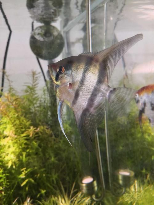 如何預防燕魚胸鰭根部發紅，燕魚（神仙魚）胸鰭根部發紅