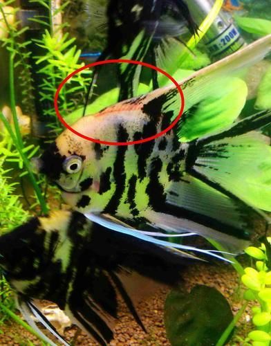 如何預防燕魚胸鰭根部發紅，燕魚（神仙魚）胸鰭根部發紅