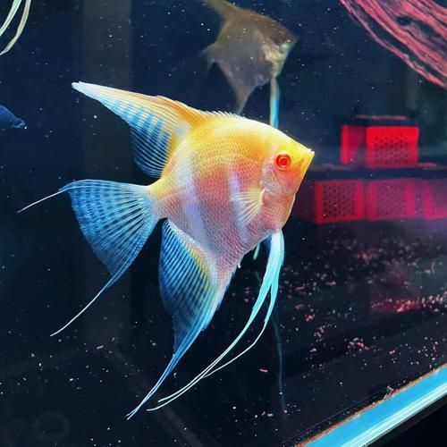 如何預防燕魚胸鰭根部發紅，燕魚（神仙魚）胸鰭根部發紅