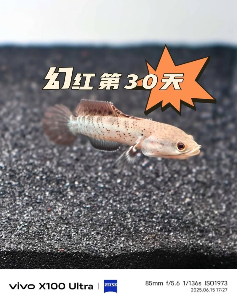雷龍魚哪個(gè)品種最有觀賞價(jià)值？