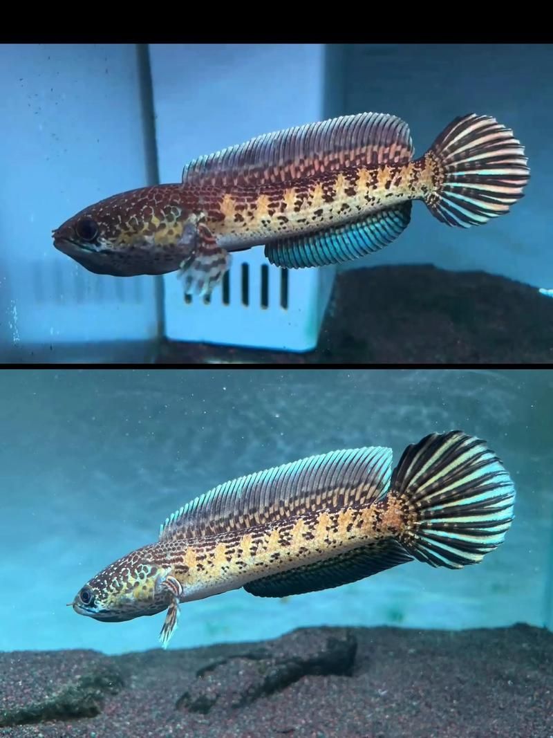 雷龍魚哪個(gè)品種最有觀賞價(jià)值？