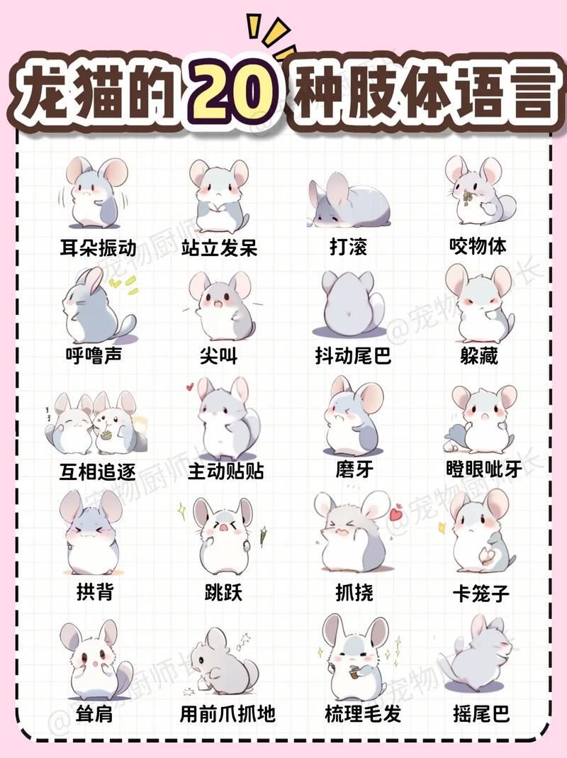 如何判斷龍貓和貓是否適應(yīng)，如何判斷龍貓和貓是否適應(yīng)，并要求1000字內(nèi)容和配圖 如何判斷龍貓和貓是否適應(yīng)，如何判斷龍貓和貓是否適應(yīng)，并要求1000字內(nèi)容和配圖 龍魚百科 第5張