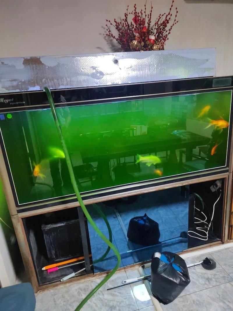 這三個動作是否適用于所有龍魚