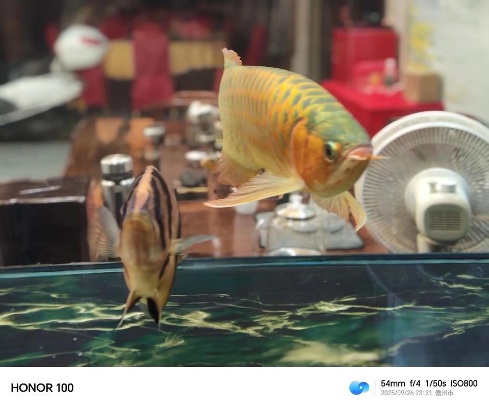 這三個動作是否適用于所有龍魚