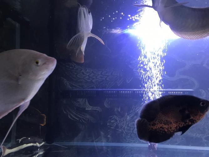 這三個動作是否適用于所有龍魚
