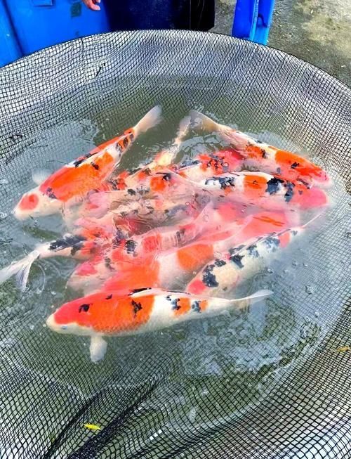 祥龍魚場的錦鯉品質如何？，祥龍魚場的品質如何？