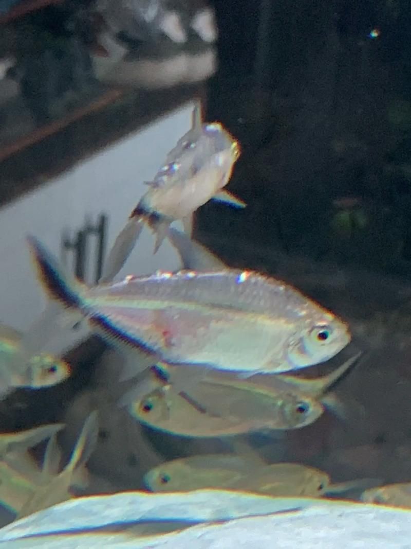 龍魚攻擊黑尾大勾后如何處理？，用戶要求詳解龍魚攻擊黑尾大勾后如何處理，需提供1000字左右的詳細(xì)說明并配圖