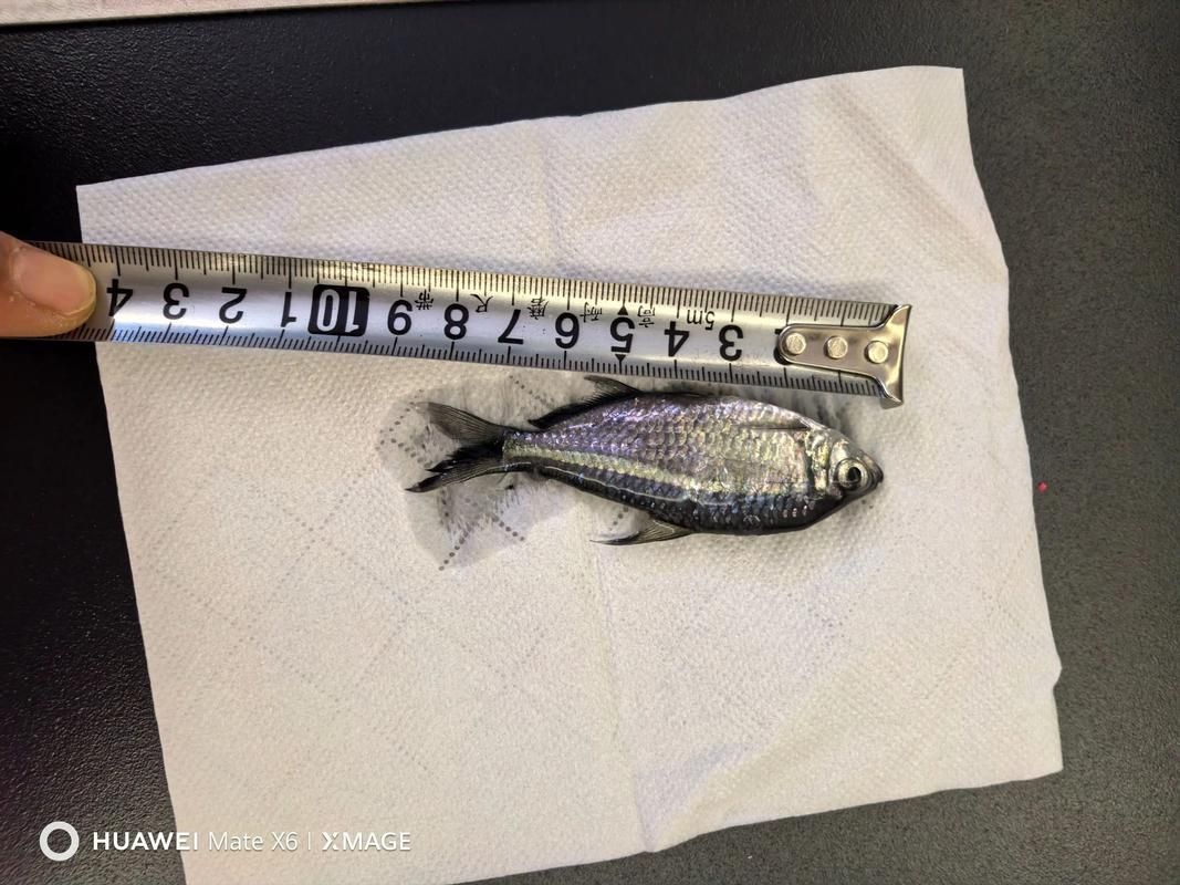 龍魚攻擊黑尾大勾后如何處理？，用戶要求詳解龍魚攻擊黑尾大勾后如何處理，需提供1000字左右的詳細(xì)說明并配圖