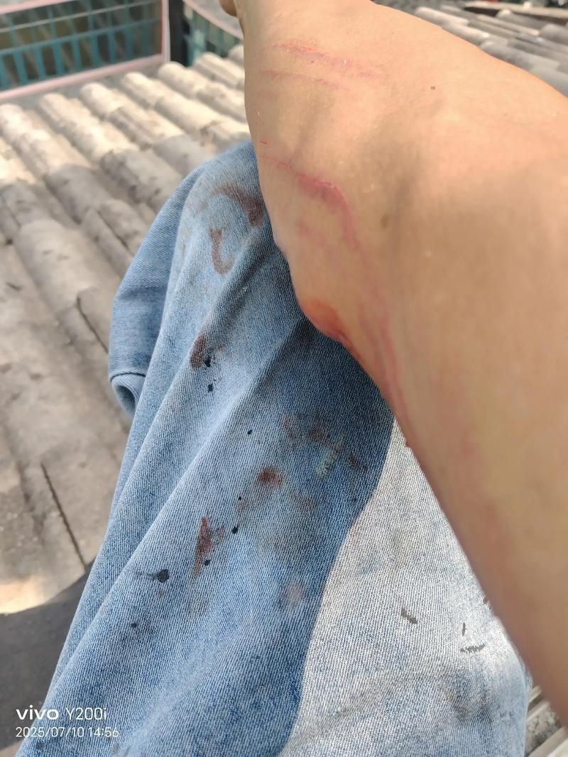 龍魚攻擊黑尾大勾后如何處理？，用戶要求詳解龍魚攻擊黑尾大勾后如何處理，需提供1000字左右的詳細(xì)說明并配圖