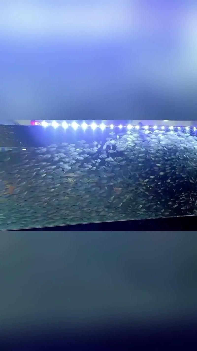 龍魚攻擊黑尾大勾后如何處理？，用戶要求詳解龍魚攻擊黑尾大勾后如何處理，需提供1000字左右的詳細(xì)說明并配圖