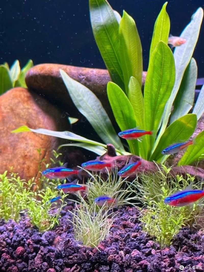 龍魚攻擊黑尾大勾后如何處理？，用戶要求詳解龍魚攻擊黑尾大勾后如何處理，需提供1000字左右的詳細(xì)說明并配圖