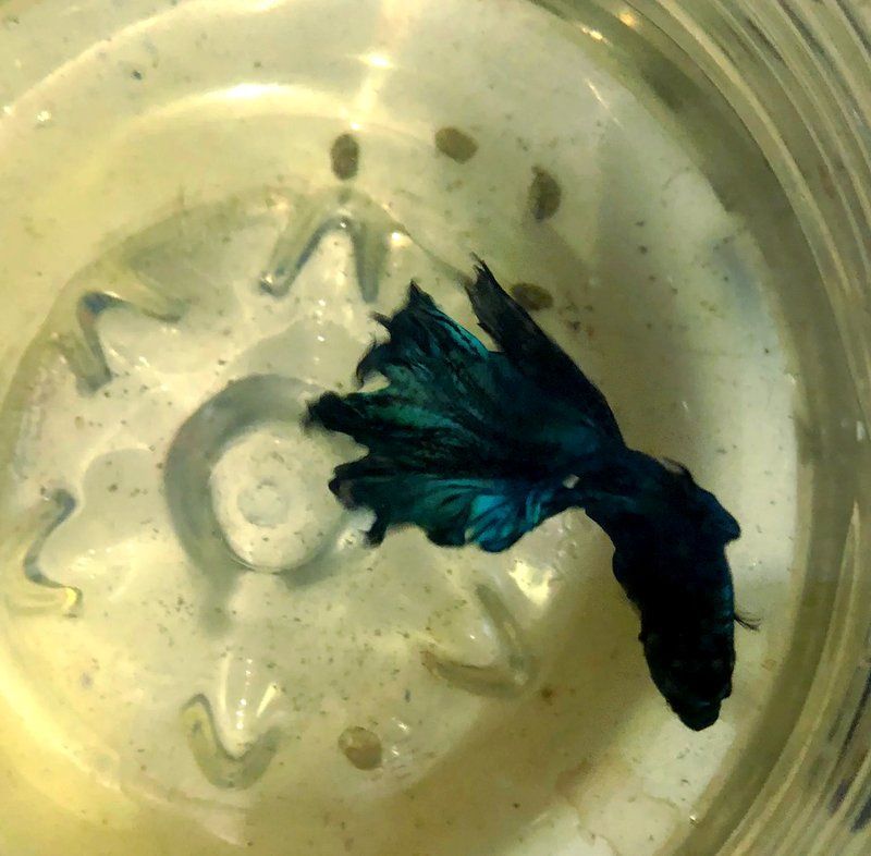 龍魚攻擊黑尾大勾后如何處理？，用戶要求詳解龍魚攻擊黑尾大勾后如何處理，需提供1000字左右的詳細(xì)說明并配圖