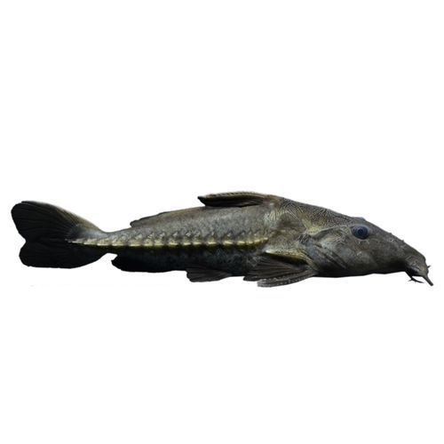 給我一些鐵甲武士魚(yú)的圖片，水族愛(ài)好者的首選寵物——鐵甲武士魚(yú) 給我一些鐵甲武士魚(yú)的圖片，水族愛(ài)好者的首選寵物——鐵甲武士魚(yú) 龍魚(yú)百科 第3張