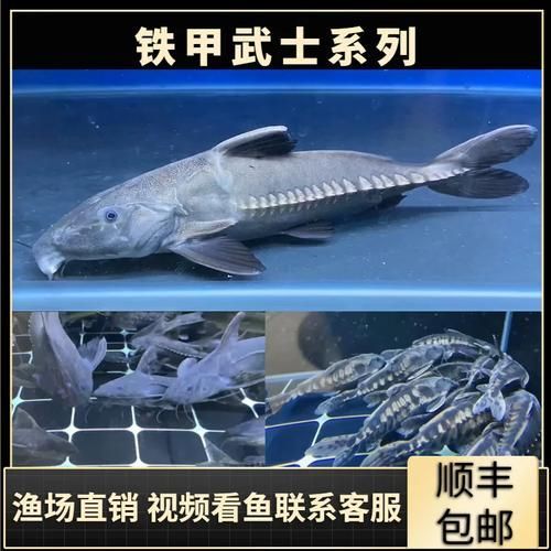 給我一些鐵甲武士魚(yú)的圖片，水族愛(ài)好者的首選寵物——鐵甲武士魚(yú) 給我一些鐵甲武士魚(yú)的圖片，水族愛(ài)好者的首選寵物——鐵甲武士魚(yú) 龍魚(yú)百科 第7張