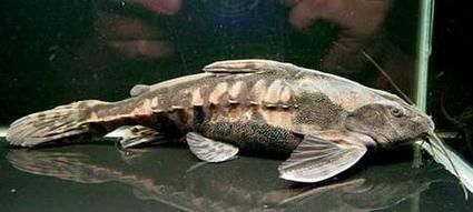 給我一些鐵甲武士魚(yú)的圖片，水族愛(ài)好者的首選寵物——鐵甲武士魚(yú) 給我一些鐵甲武士魚(yú)的圖片，水族愛(ài)好者的首選寵物——鐵甲武士魚(yú) 龍魚(yú)百科 第12張
