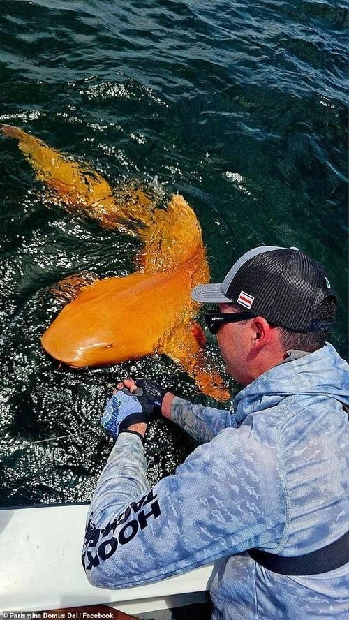 白子球鯊魚，\