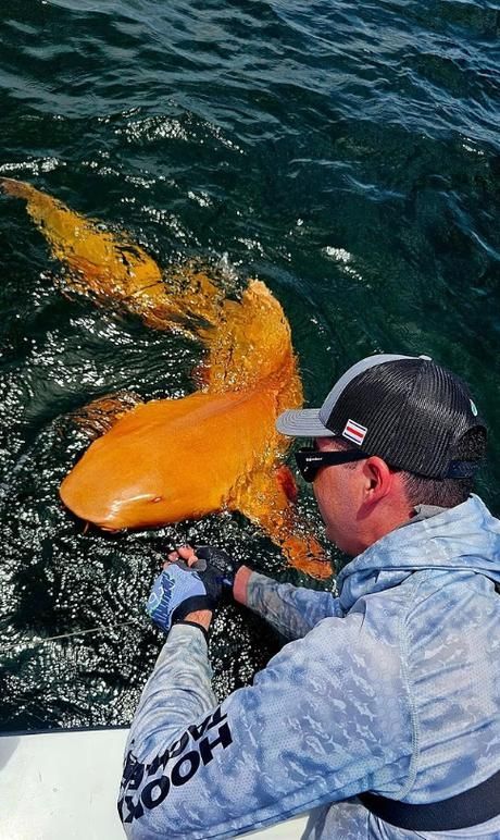 白子球鯊魚，\