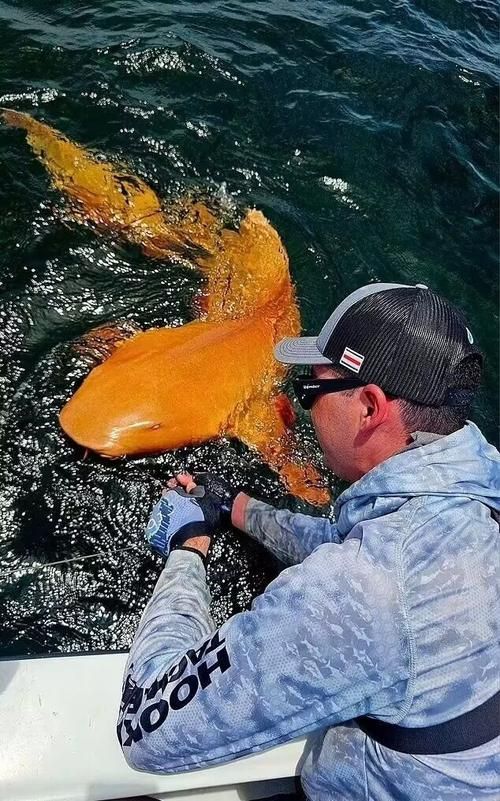 白子球鯊魚，\