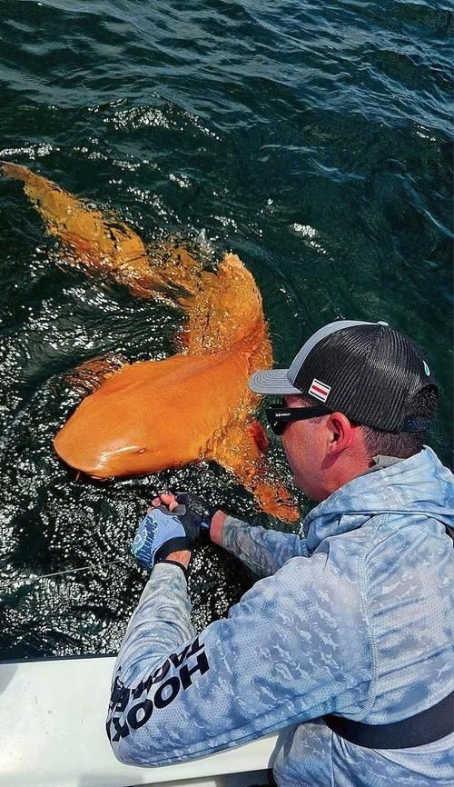白子球鯊魚，\