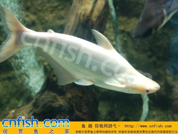 白子球鯊魚，\