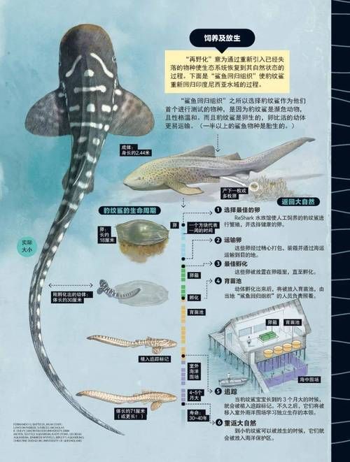 白子球鯊魚，\