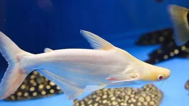 白子球鯊魚，\