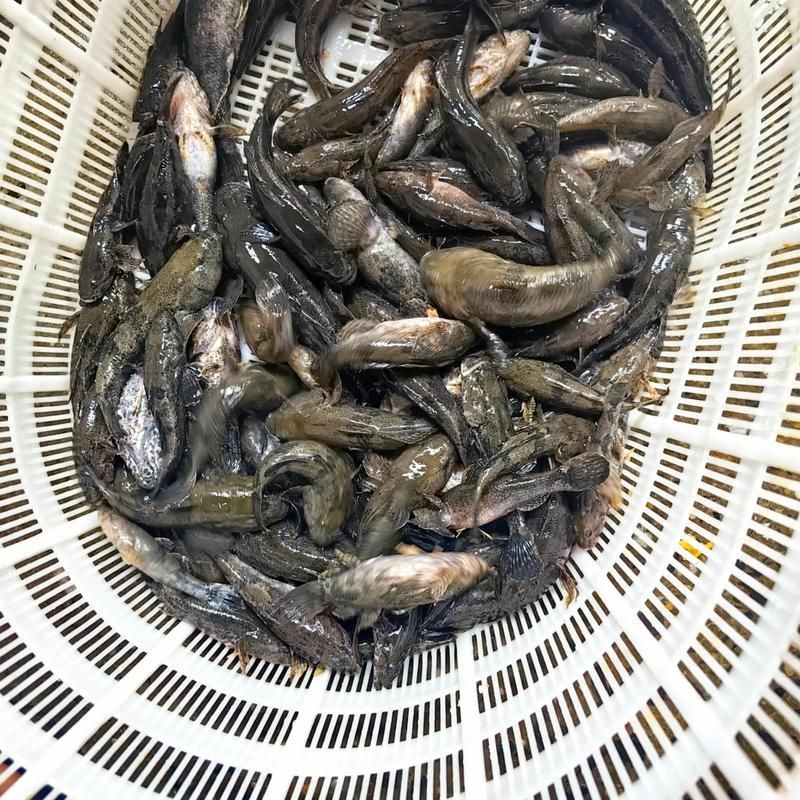 白子球鯊魚，\