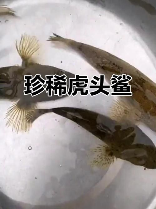 白子球鯊魚，\