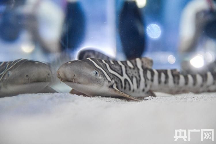 白子球鯊魚，\