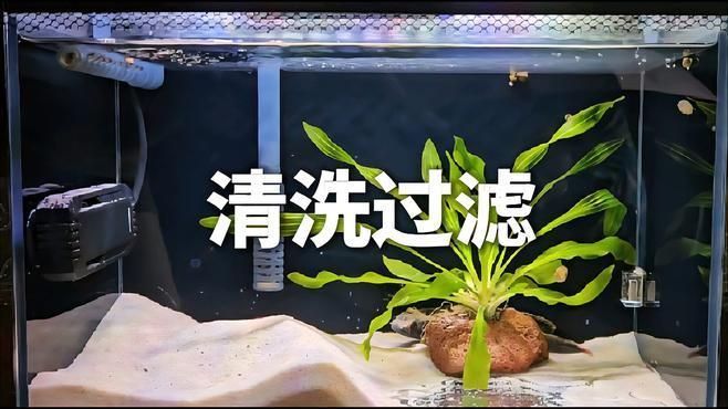 如何預防金魚爛尾感染，如何科學預防金魚爛尾感染 如何預防金魚爛尾感染，如何科學預防金魚爛尾感染 龍魚百科 第6張