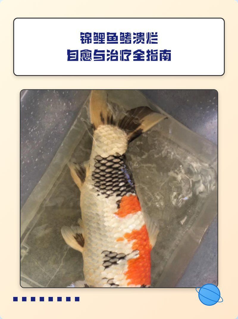 錦鯉爛身病會自愈嗎，小魚兒天地，錦鯉魚鰭潰爛自愈與治療全指南