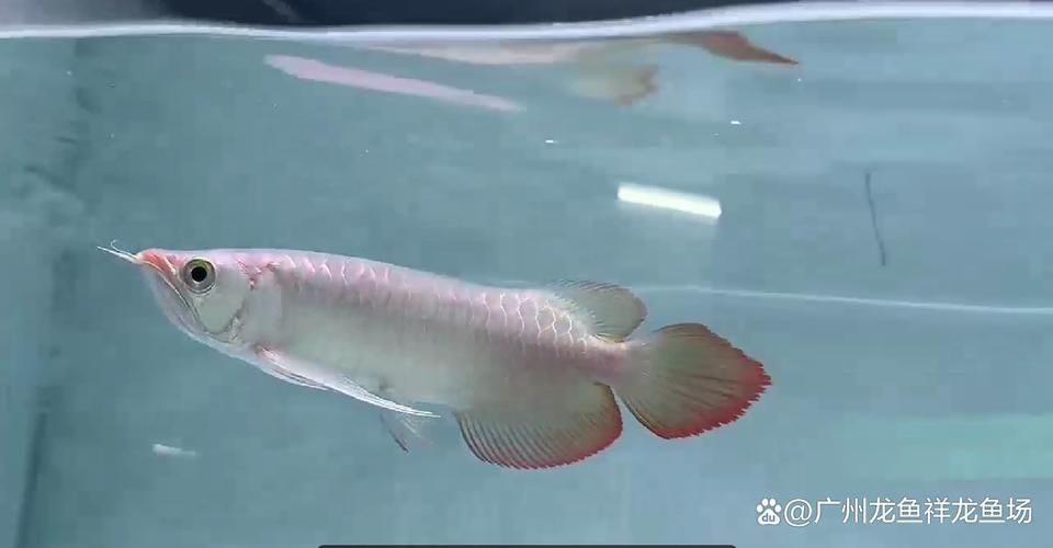 白玉紅龍魚幼魚如何培育？