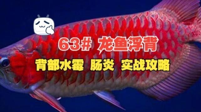 龍魚浮背會自己恢復(fù)嗎，龍魚浮背是否能自愈 龍魚浮背會自己恢復(fù)嗎，龍魚浮背是否能自愈 龍魚百科