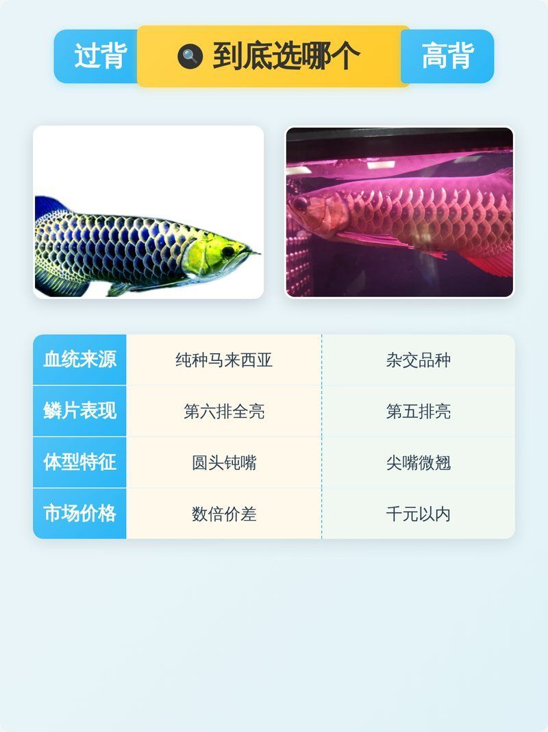 如何判斷過背金龍魚是否過背，寵物喂養(yǎng)百科，金龍魚過背與高背的區(qū)別 如何判斷過背金龍魚是否過背，寵物喂養(yǎng)百科，金龍魚過背與高背的區(qū)別 龍魚百科 第2張