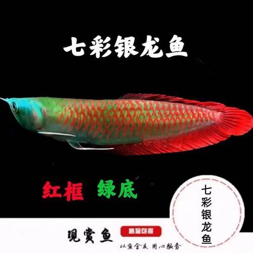 七彩龍魚和銀龍魚哪個更值得購買？，七彩龍魚與銀龍魚的區別