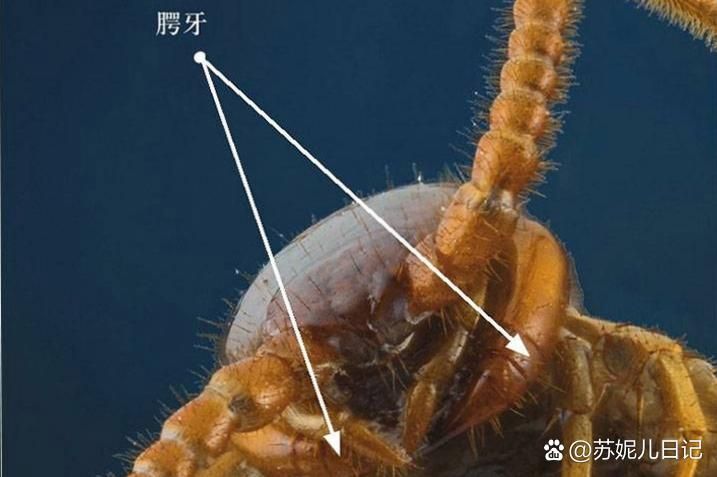如何判斷蜈?是否安全投喂，arxiv論文助手判斷蜈蚣是否安全投喂 如何判斷蜈?是否安全投喂，arxiv論文助手判斷蜈蚣是否安全投喂 龍魚百科 第5張