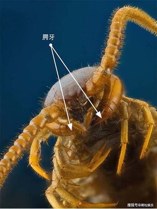 如何判斷蜈?是否安全投喂，arxiv論文助手判斷蜈蚣是否安全投喂 如何判斷蜈?是否安全投喂，arxiv論文助手判斷蜈蚣是否安全投喂 龍魚百科 第6張